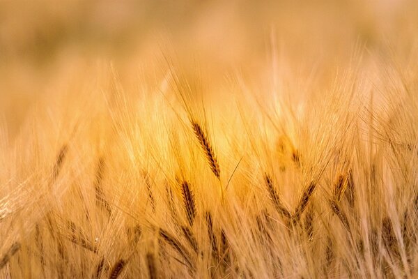 Photo d'un champ de blé | Crédit : Pixabay, johnNaturePhotos